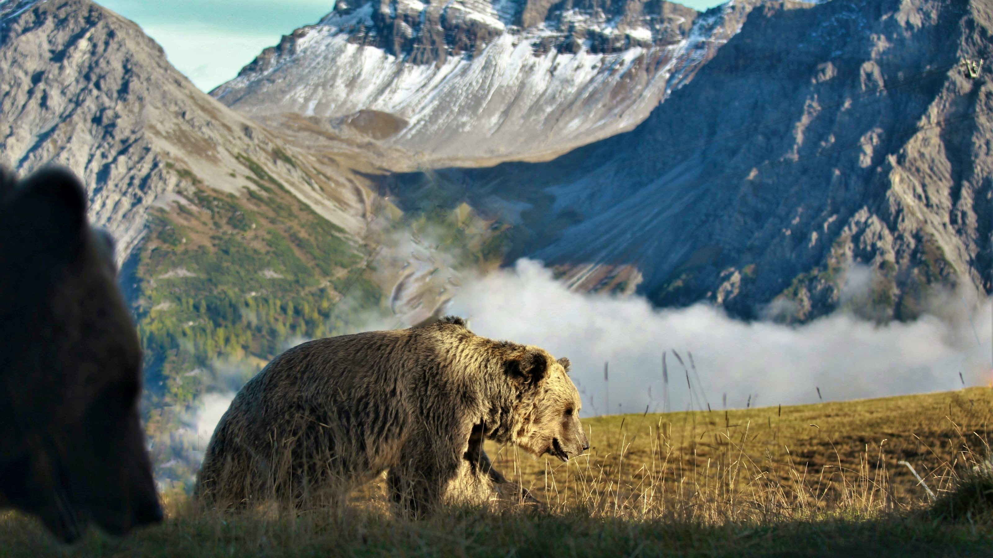 Bild des Bärenlands.