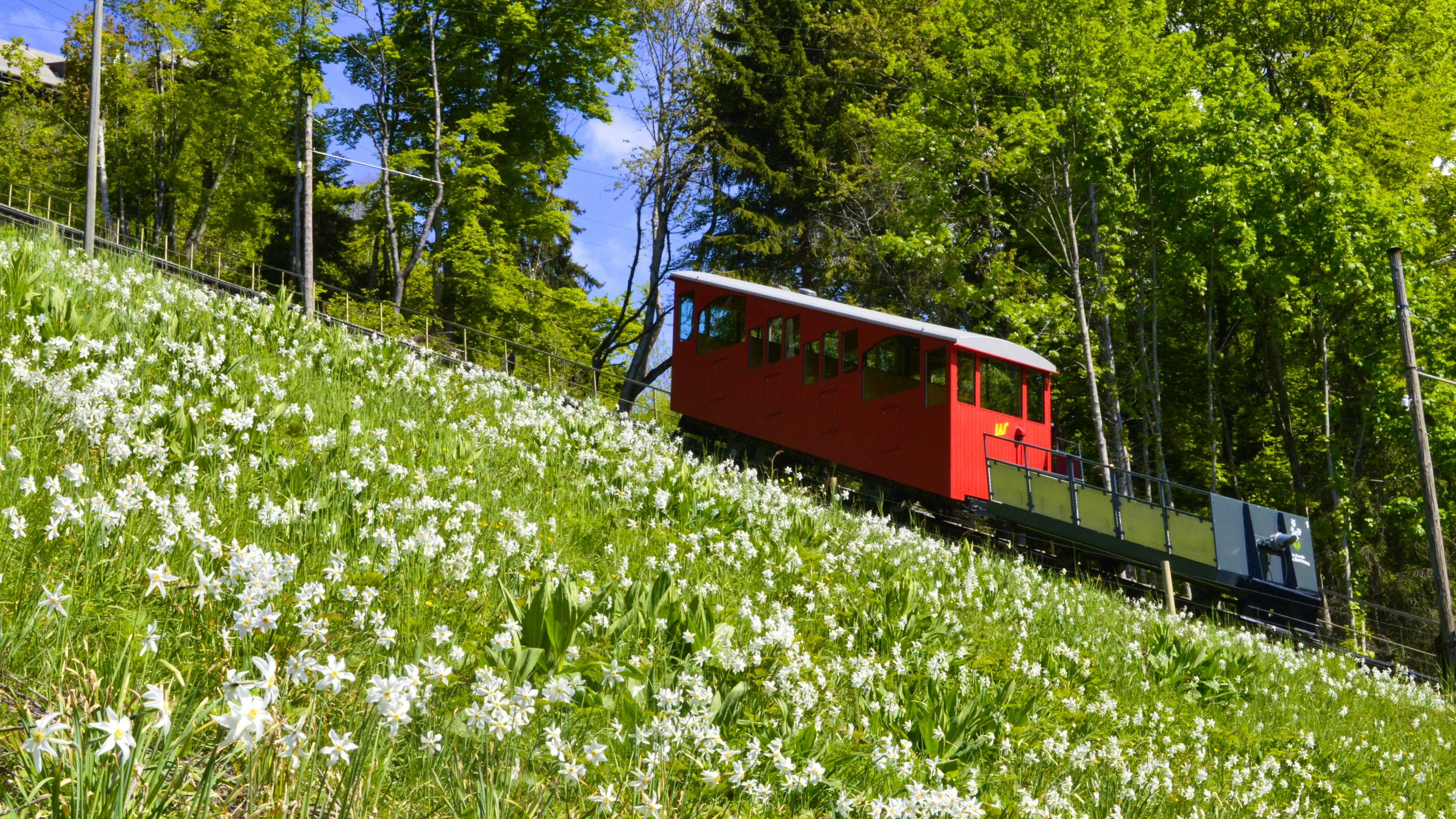 Ein Funiculaire fährt entlang einer begrünten Wiese einen Berg hoch.