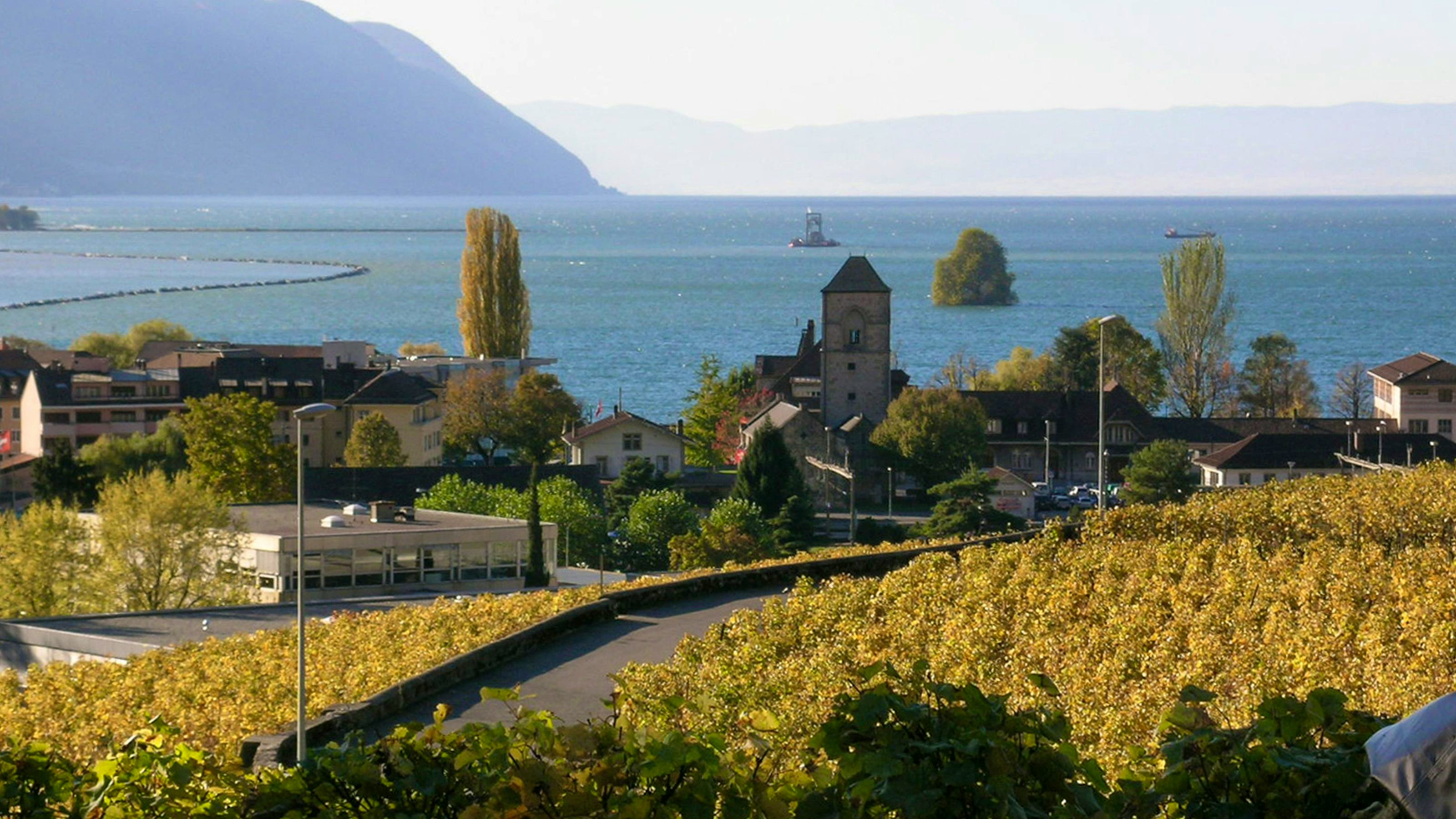 Grüne Weinberge, im Hintergrund der See.