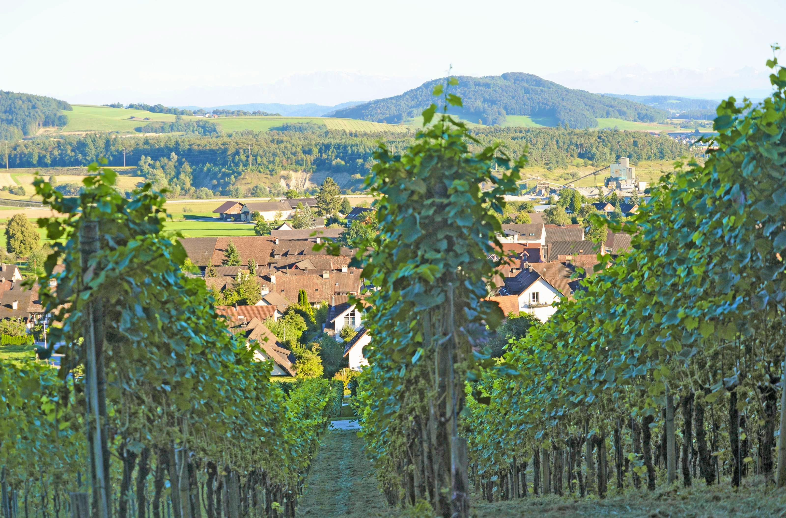 Bild vom Weinweg in Eglisau.