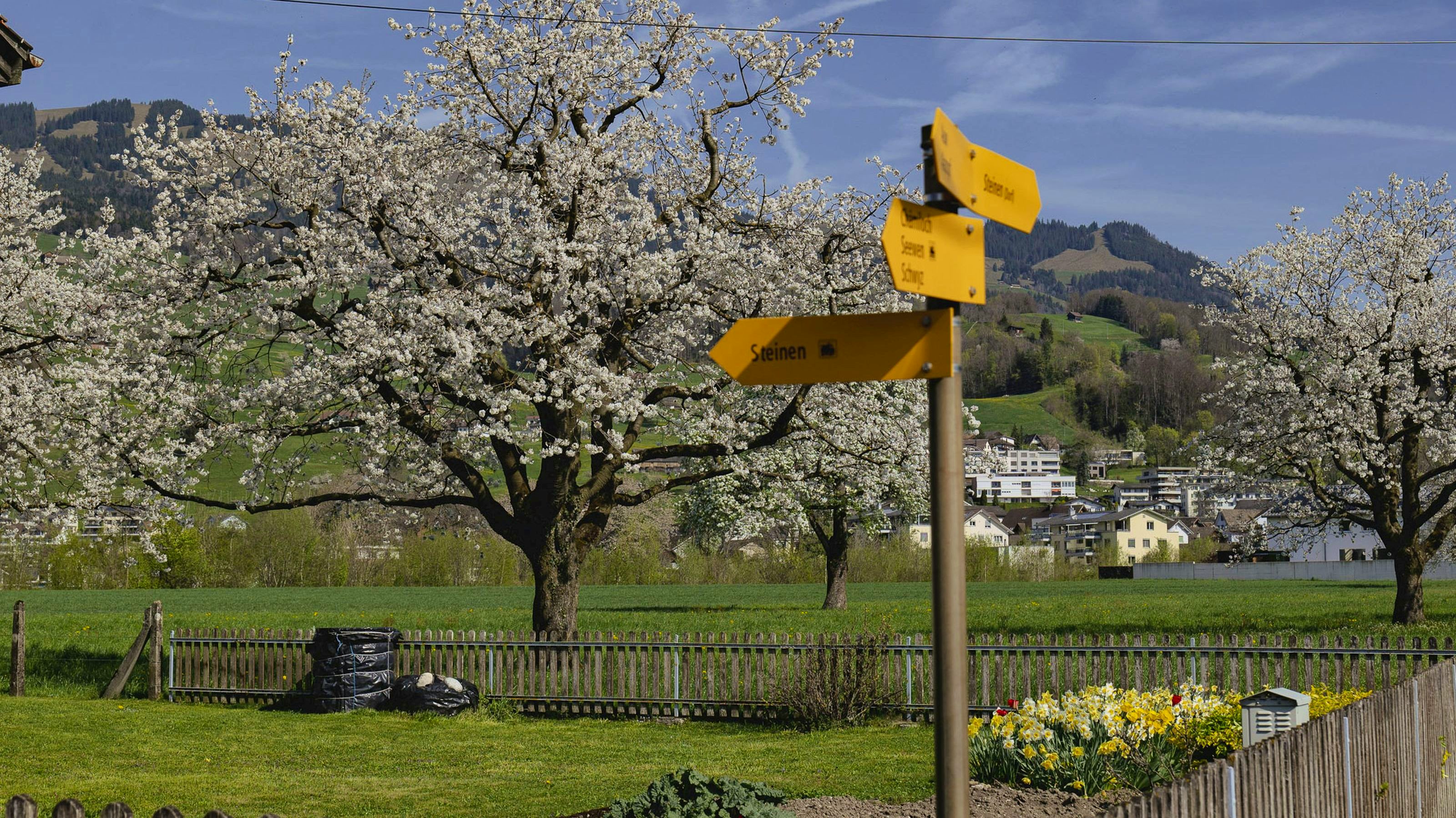 Ein grosser Kirschbaum auf einer Wiese mit Wanderwegweisern im Vordergrund.