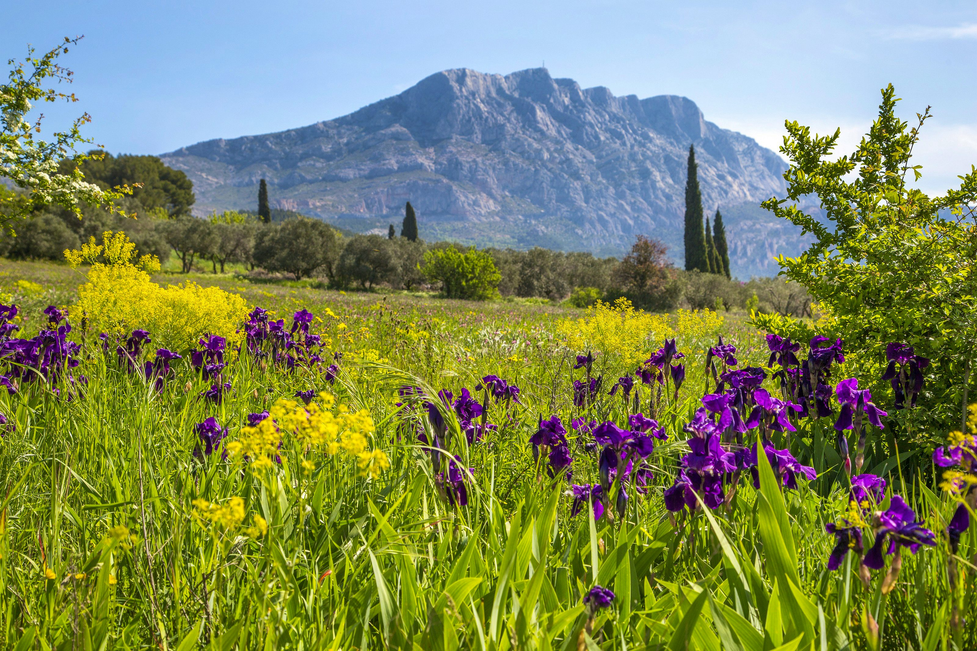 Landschaft mit blühender Wiese und Berg in der Provence
